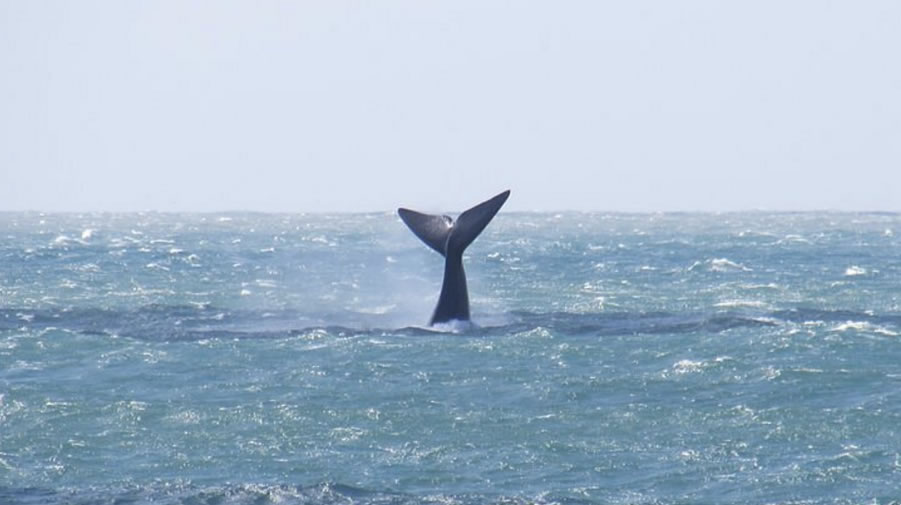 La temporada de ballenas ya empezó en Brasil