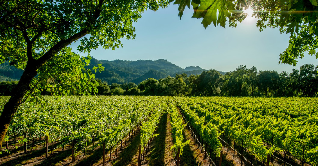 Enoturismo en Brasil